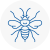 Aylesford Hornet Nest Removals