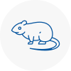 Rat Control Aylesford