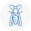 Aylesford Wasp Nest Removal